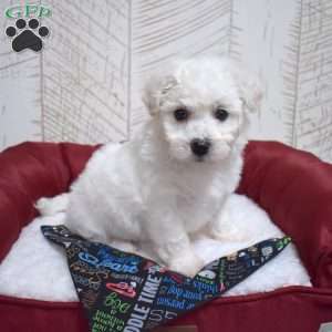 Mittens, Bichon Frise Puppy